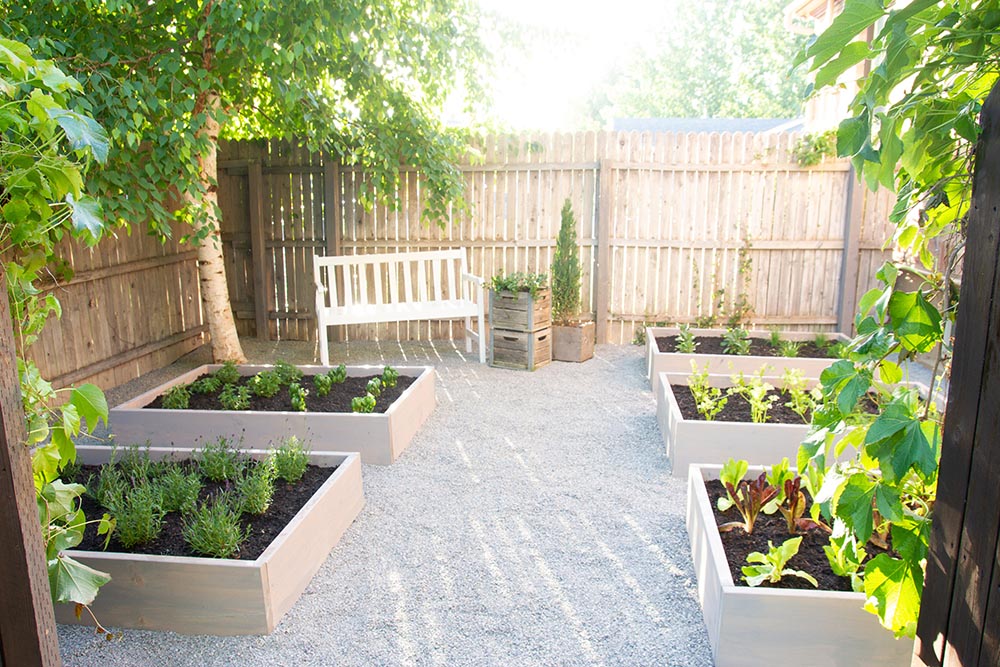 A fenced in backyard with raised garden beds and a bench on pea gravel.