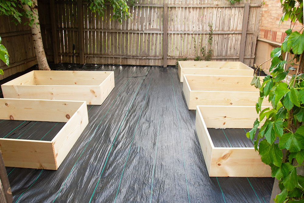 A backyard with five raised beds sitting on landscape fabric.