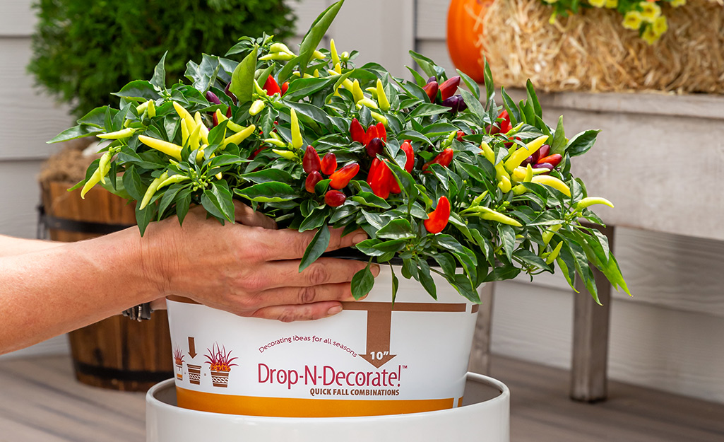 A person drops a plant into an attractive container.