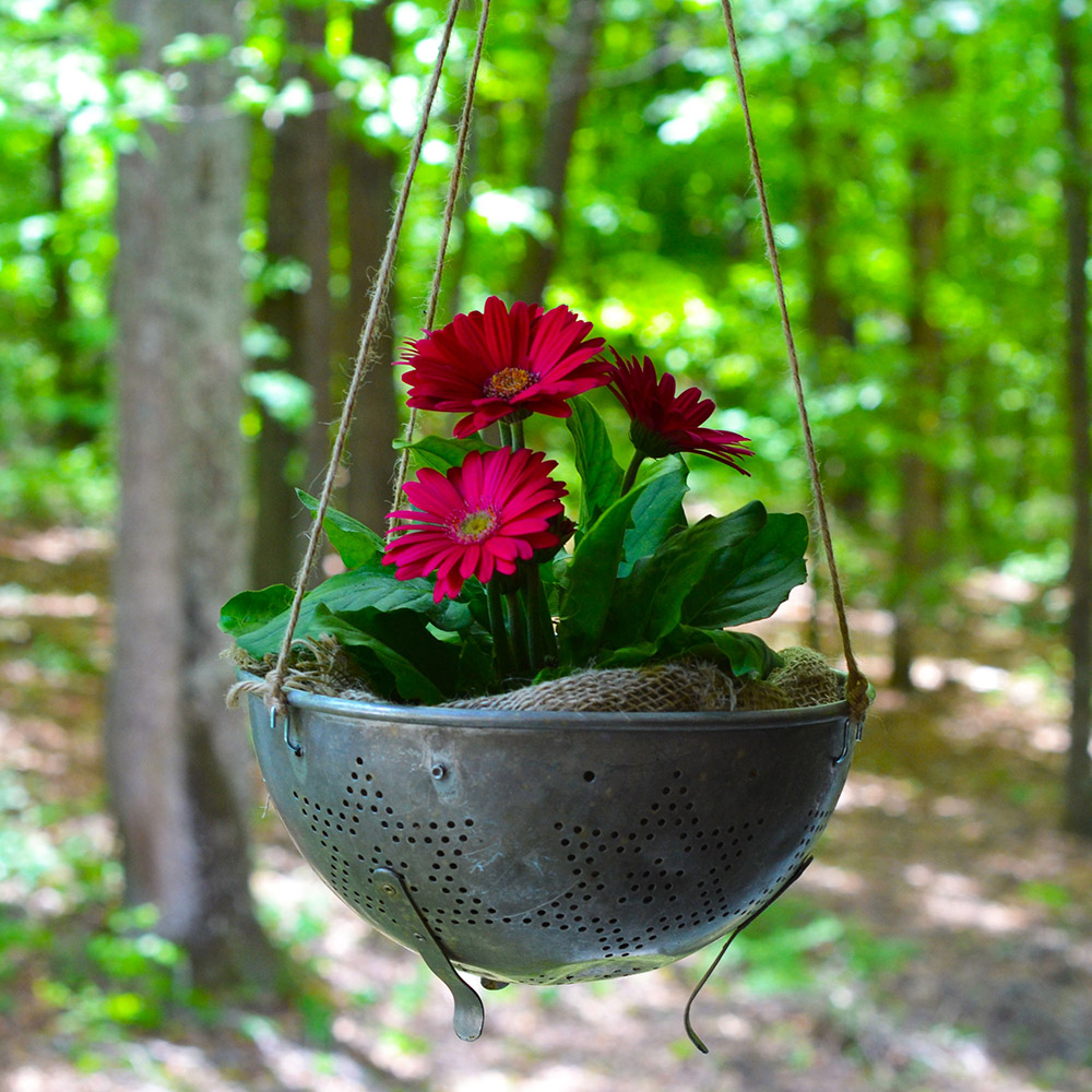 Pink Gerbera daisies in a colander.