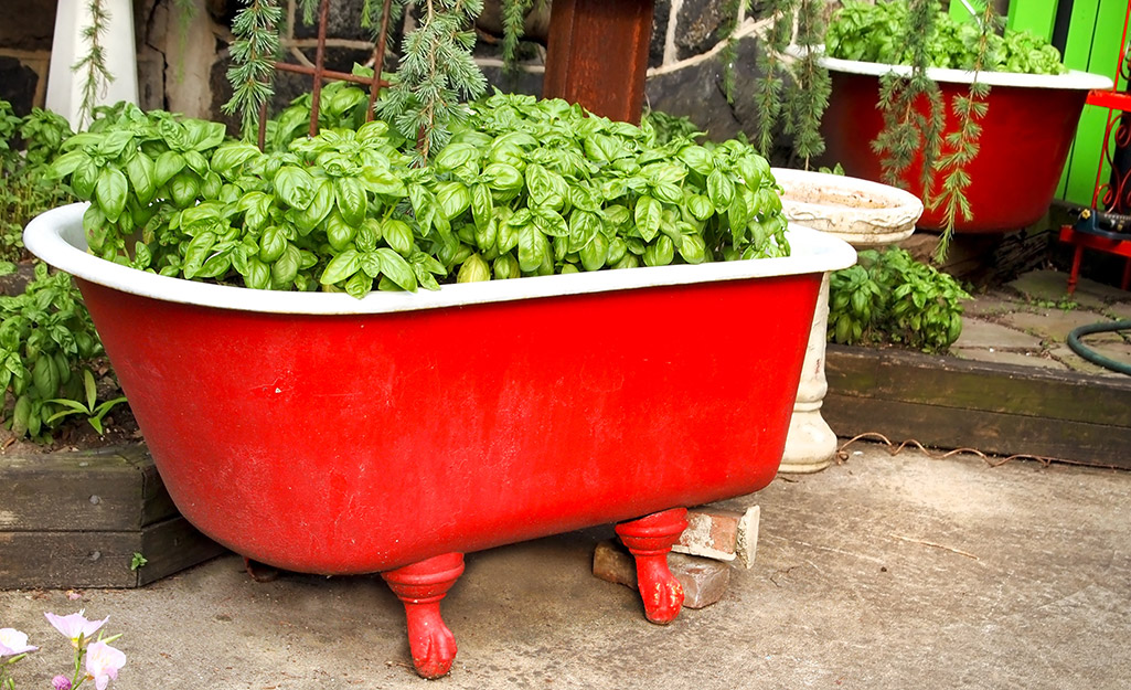 Red bathtub filled with basil