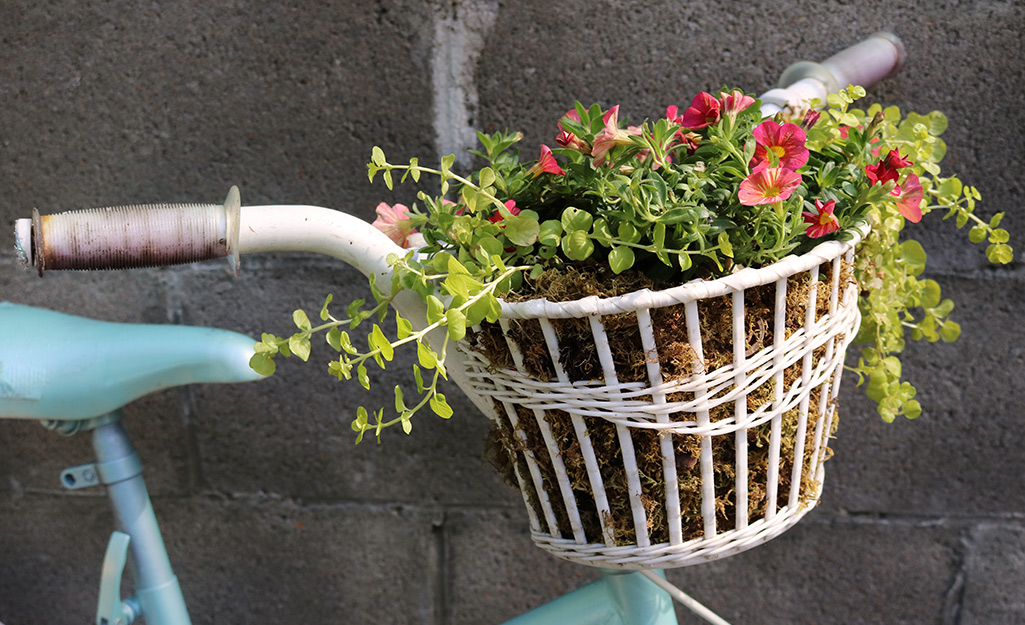 Bicycle basket filled with small flowers