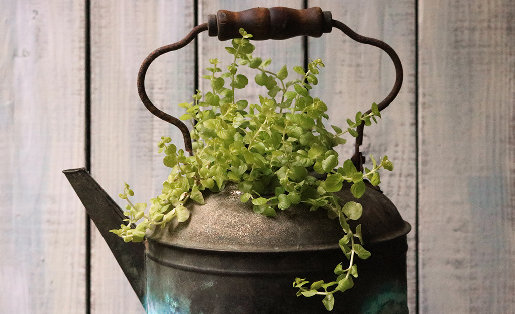 Tea kettle filled with creeping Jenny