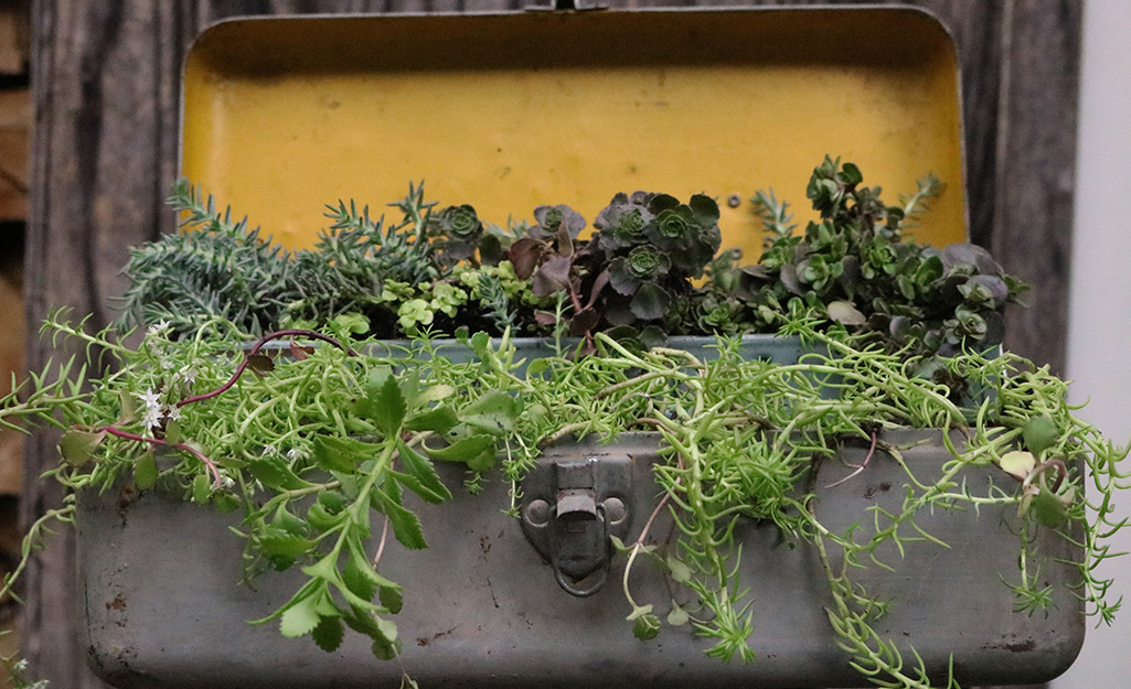 Tackle box filled with succulents