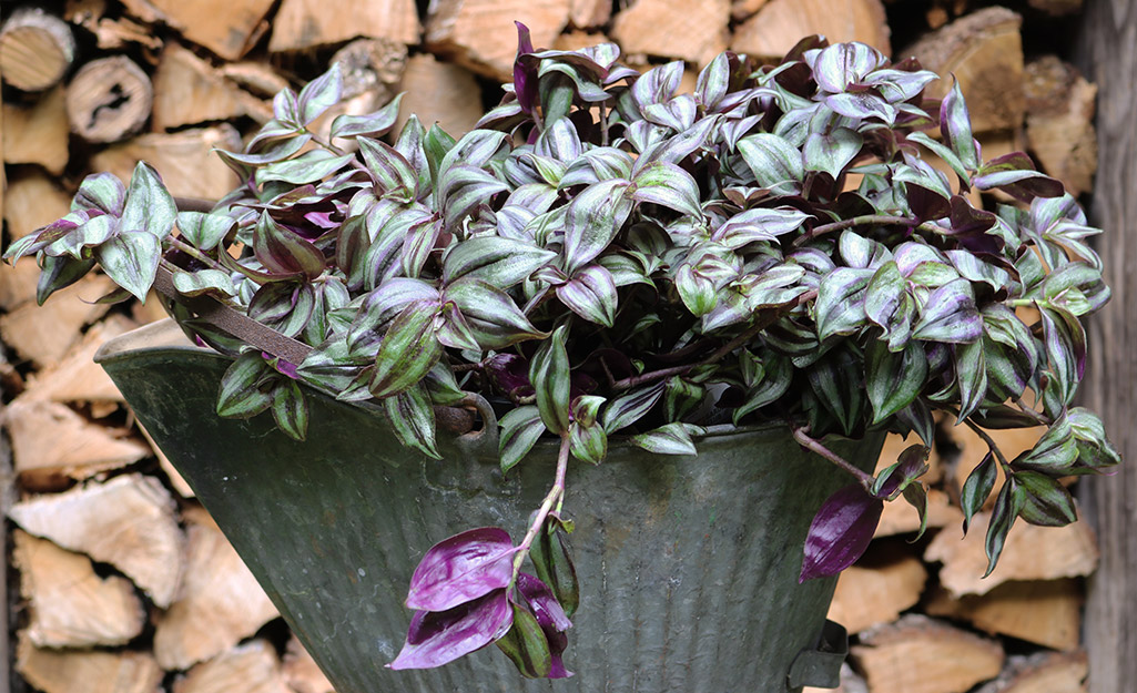 Galvanized coal bucket filled with foliage plant