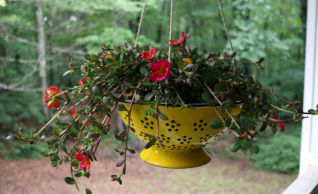 Portulaca blooming in a yellow colander