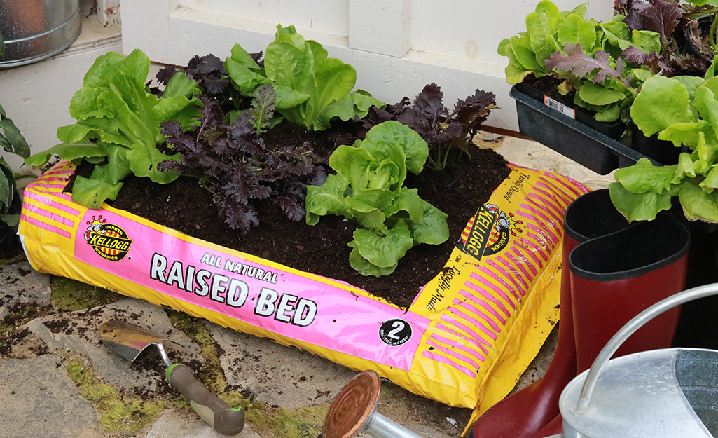 Lettuce growing in a garden soil bag