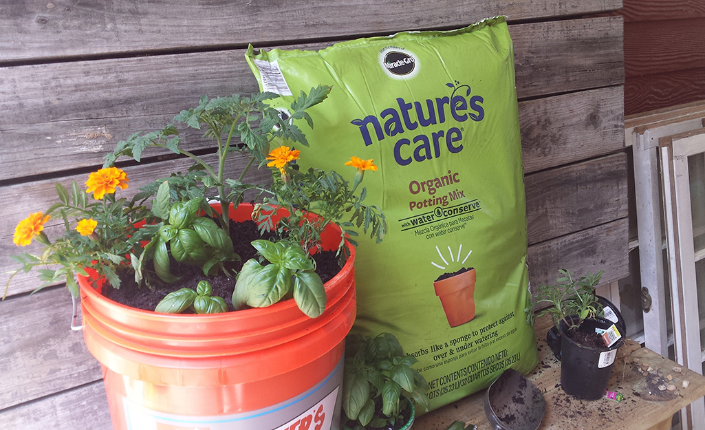 Tomato, basil and marigold plants in a Homer bucket