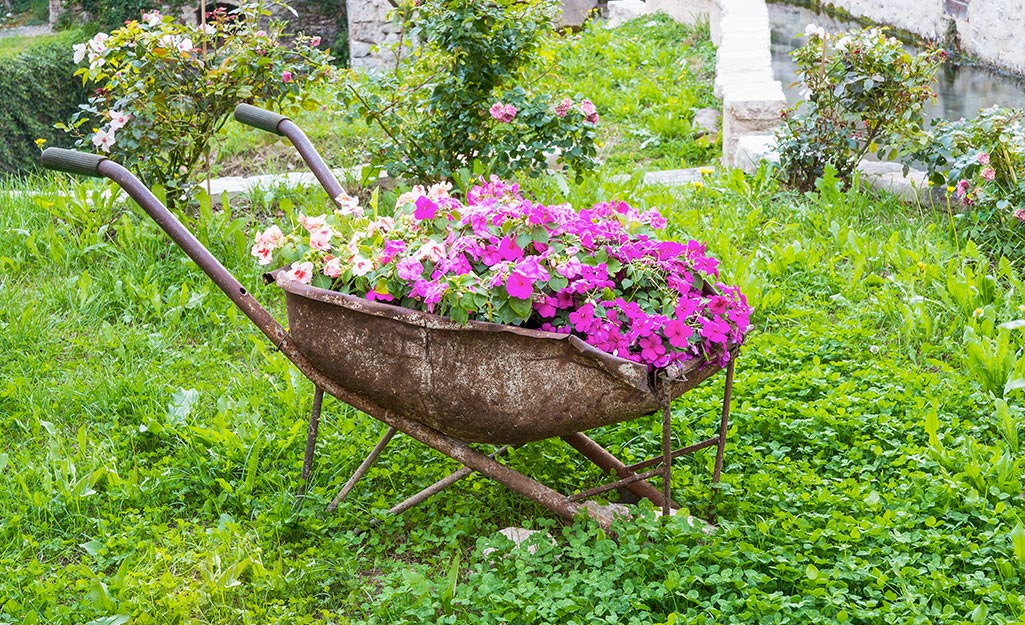 Rusty wheelbarrow planted with pink flowers