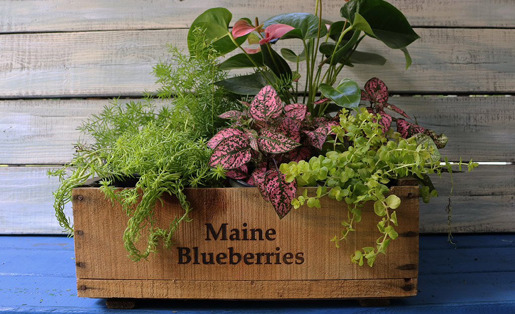 Wooden box filled with pink and green foliage