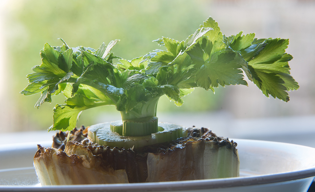 A new celery stalk grows from an old end piece of celery.