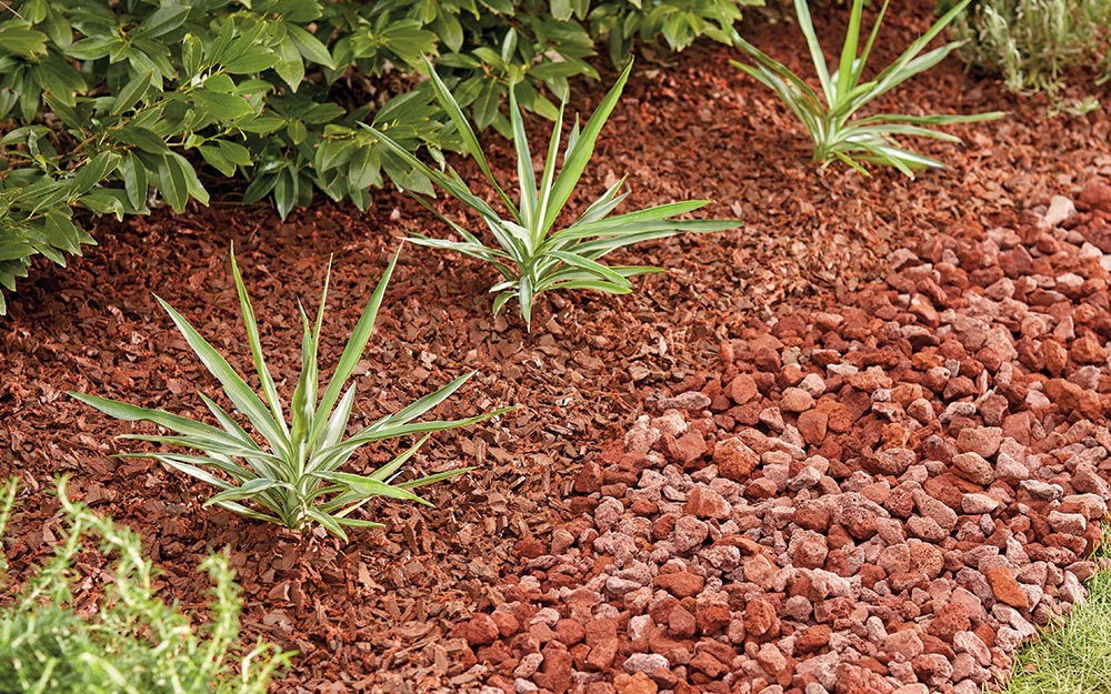 Red rocks border mulch that surrounds three green plants.