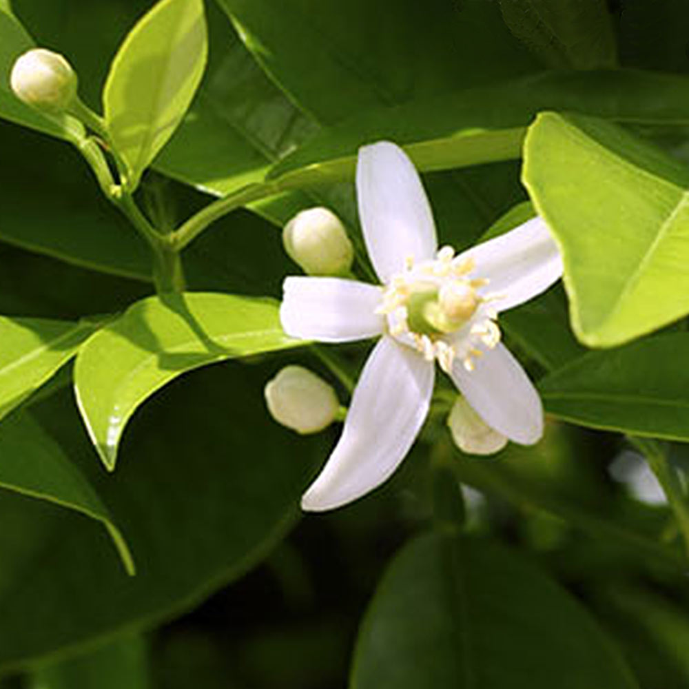 How to Care for Citrus Trees