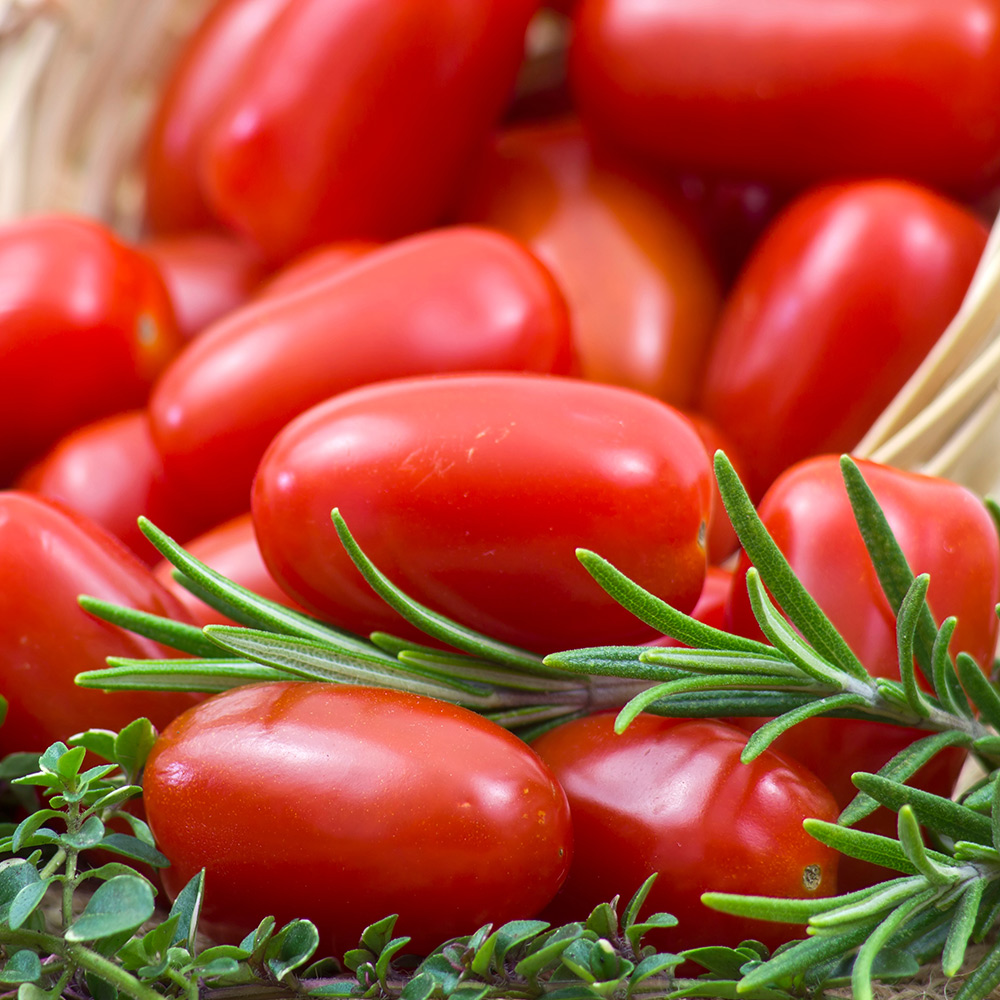 Ripe tomatoes filling a basket.