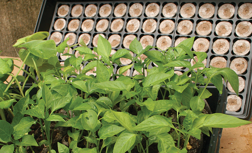 Large seedlings placed in front of seed trays.