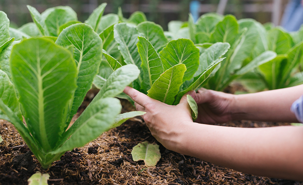 Leaf lettuce in the garden