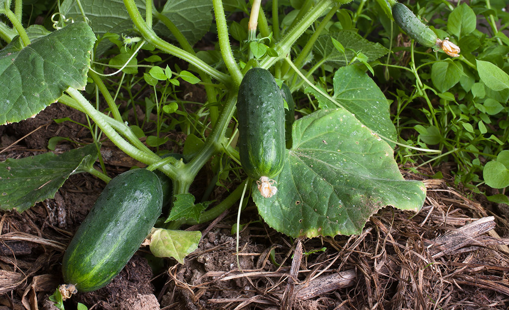 Cucumbers on the vine in a garden