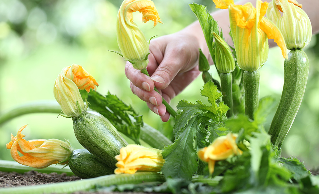 Zucchini blossoms in the garden