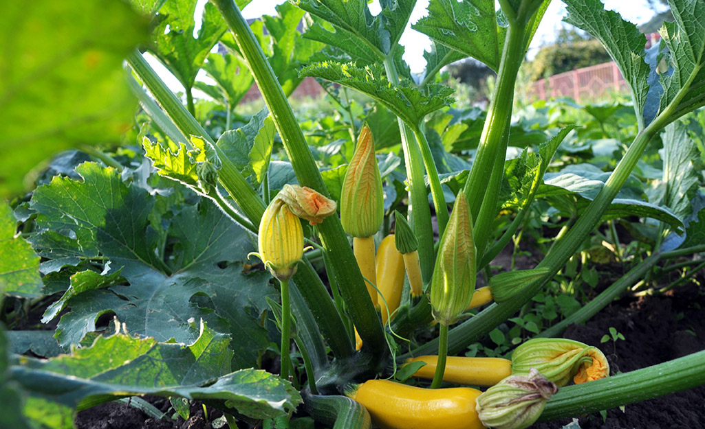 Summer squash in the garden