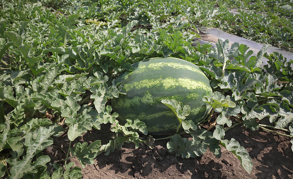 Watermelon on the vine