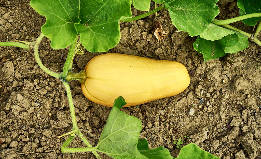 Butternut squash on the vine