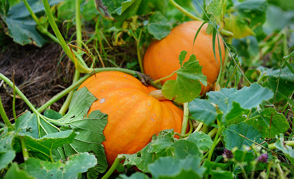 Orange pumpkins in the garden