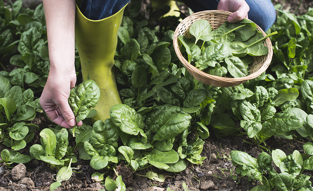 Gardener harvesting spinach leaves