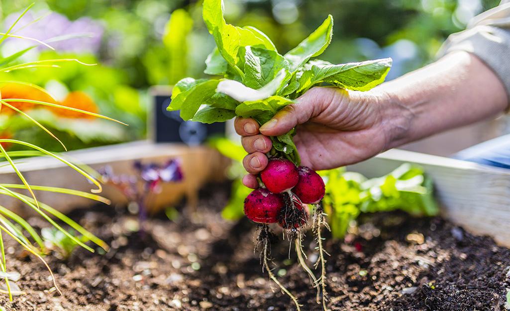 Gardener pulling radishes out of the garden