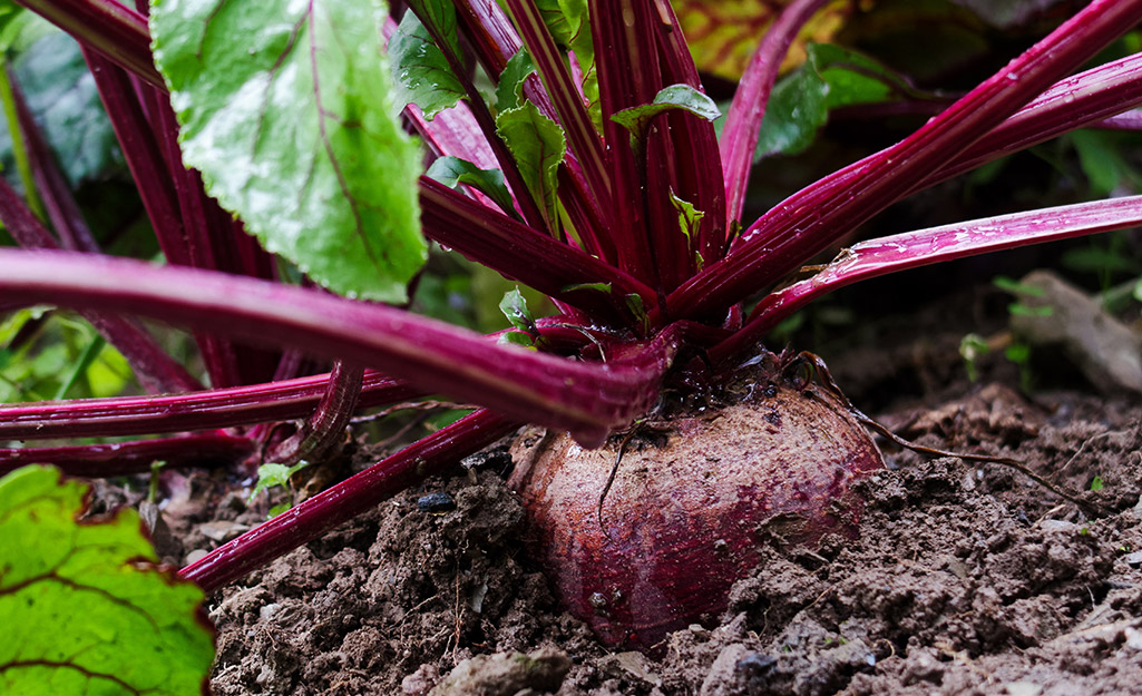 Beet in garden soil