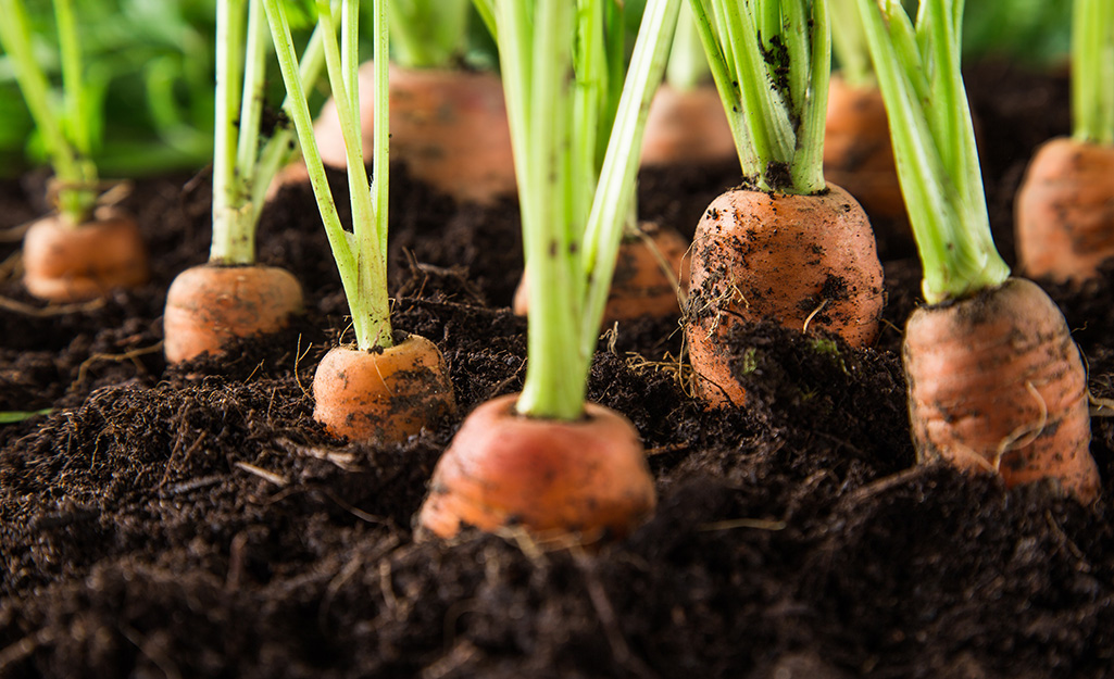 Rows of mature carrots in garden soil