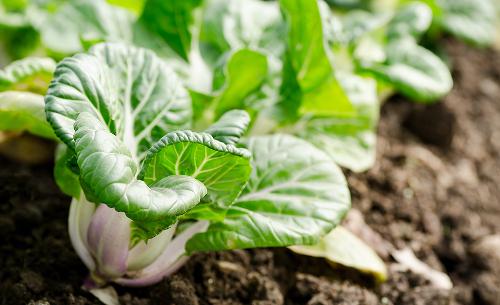 Green bok choy in a garden