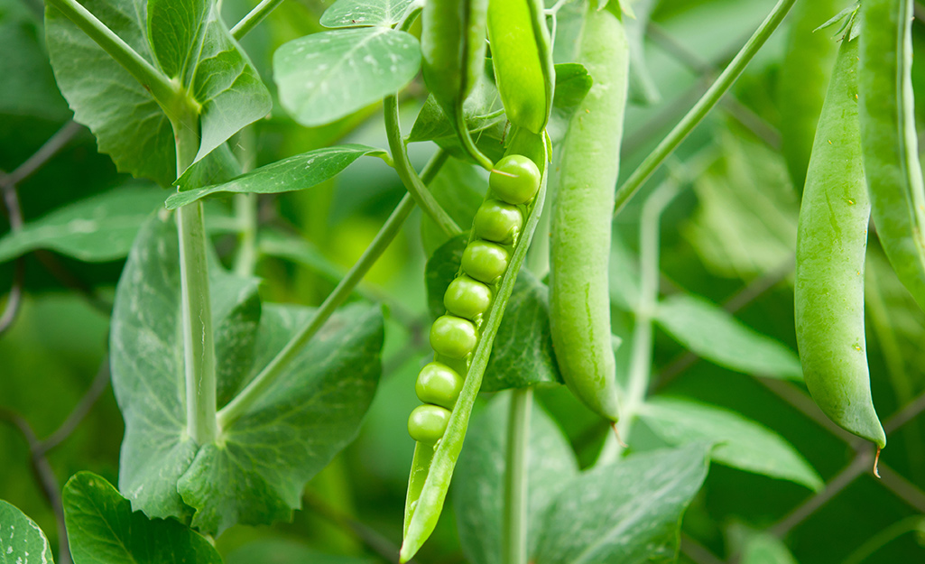 An open pod of green peas
