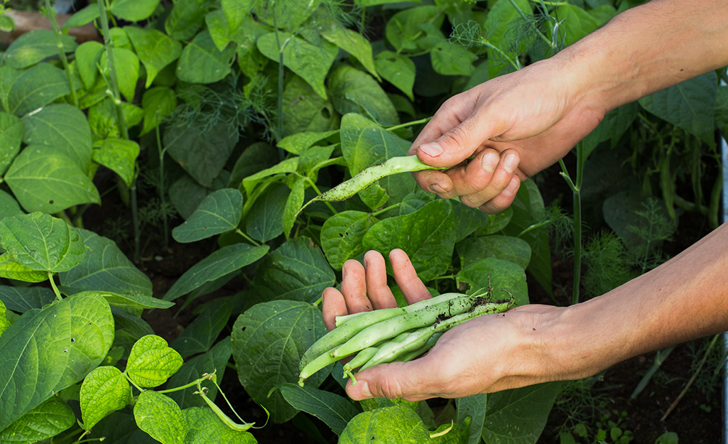 Gardener harvesting green beans