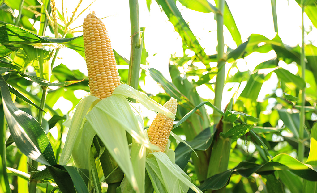 Ears of corn in summer