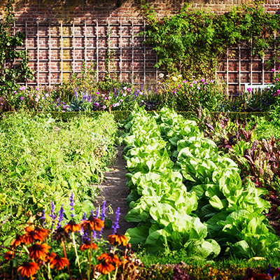 Vegetable and flower garden in summer