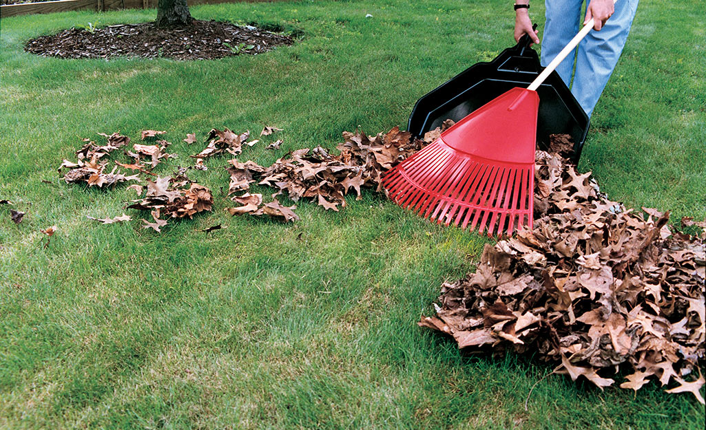 Simple Steps To Clean Up Your Yard The Home Depot