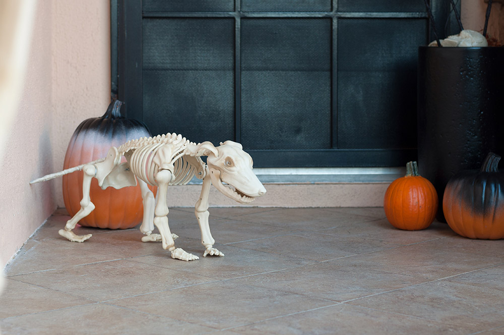 A skeleton greyhound stands outside a front door next to rotting pumpkins.