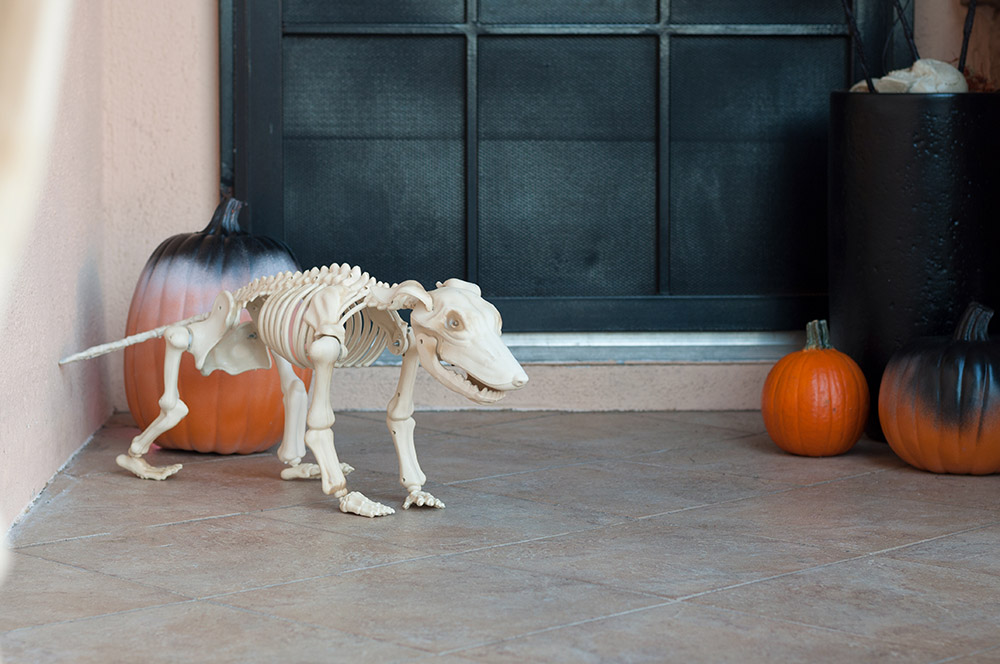 A skeleton greyhound stands outside a front door next to rotting pumpkins. A skeleton greyhound stands outside a front door next to rotting pumpkins.