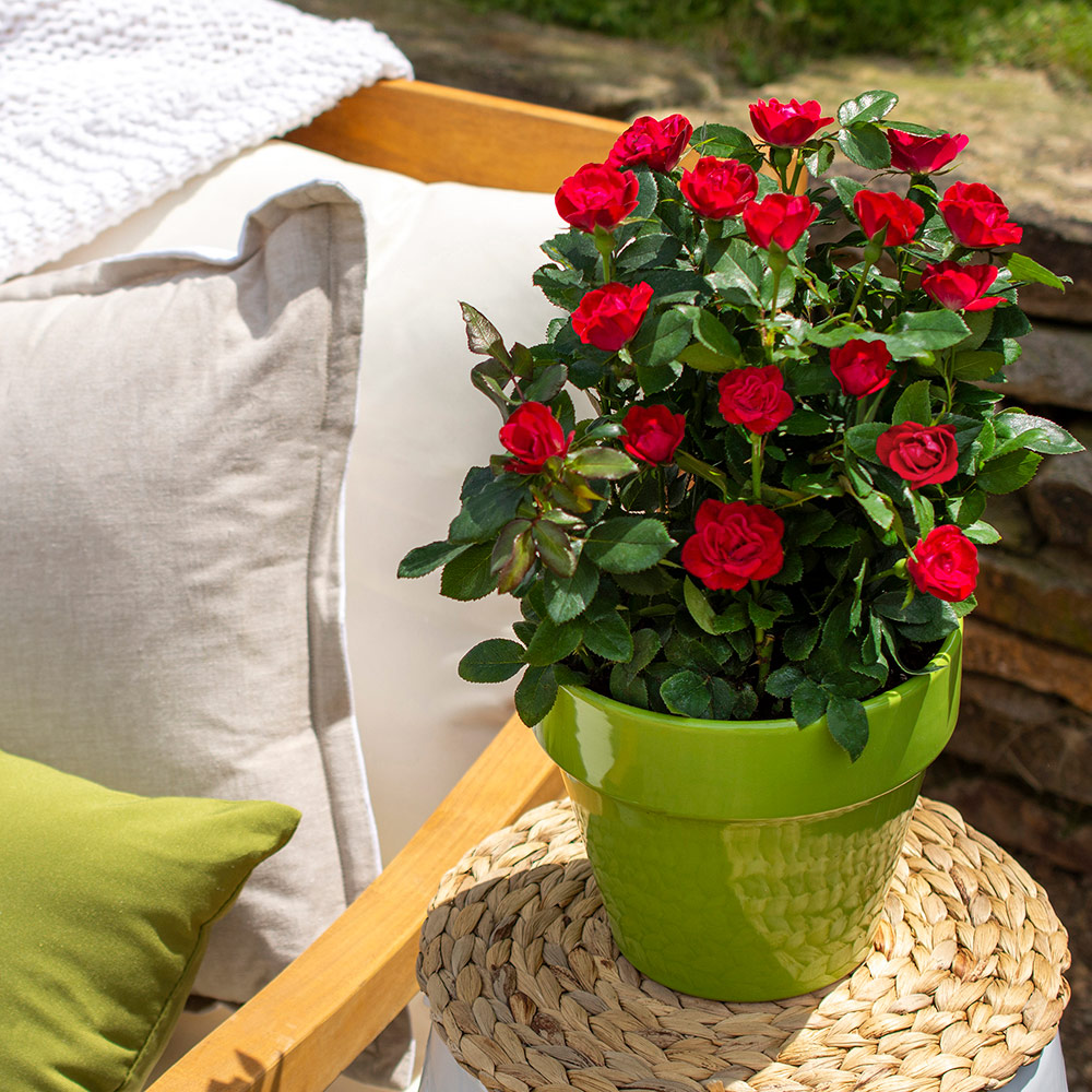 A blooming rose bush in a flower pot.