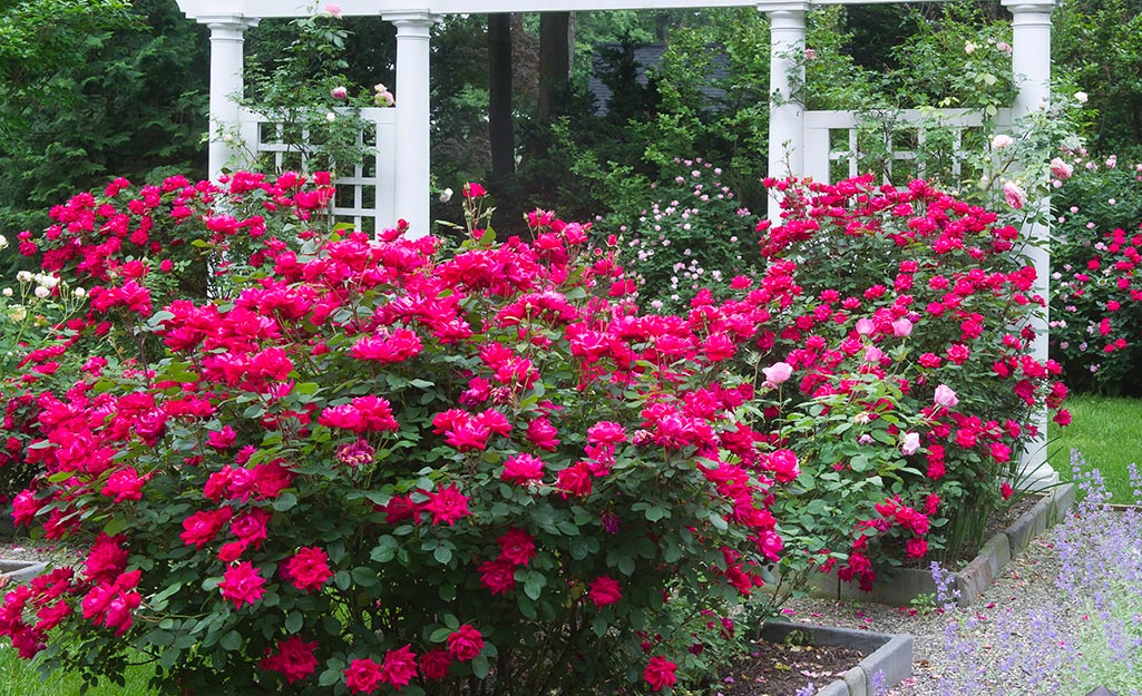 Blooming rose bushes planted in large containers.