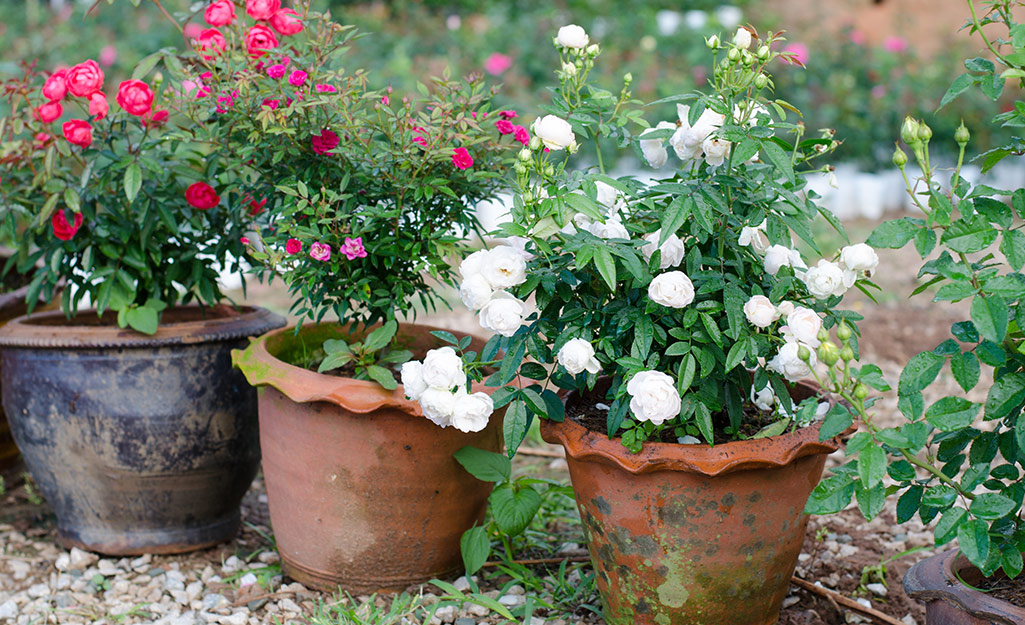 Roses blooming in rustic garden containers.