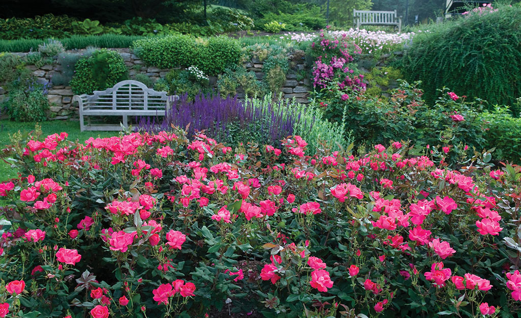 Roses potted in containers in a large garden.