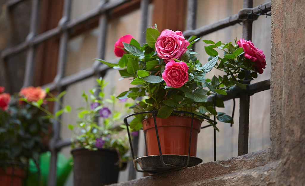 A potted rose blooming in a window trellis.