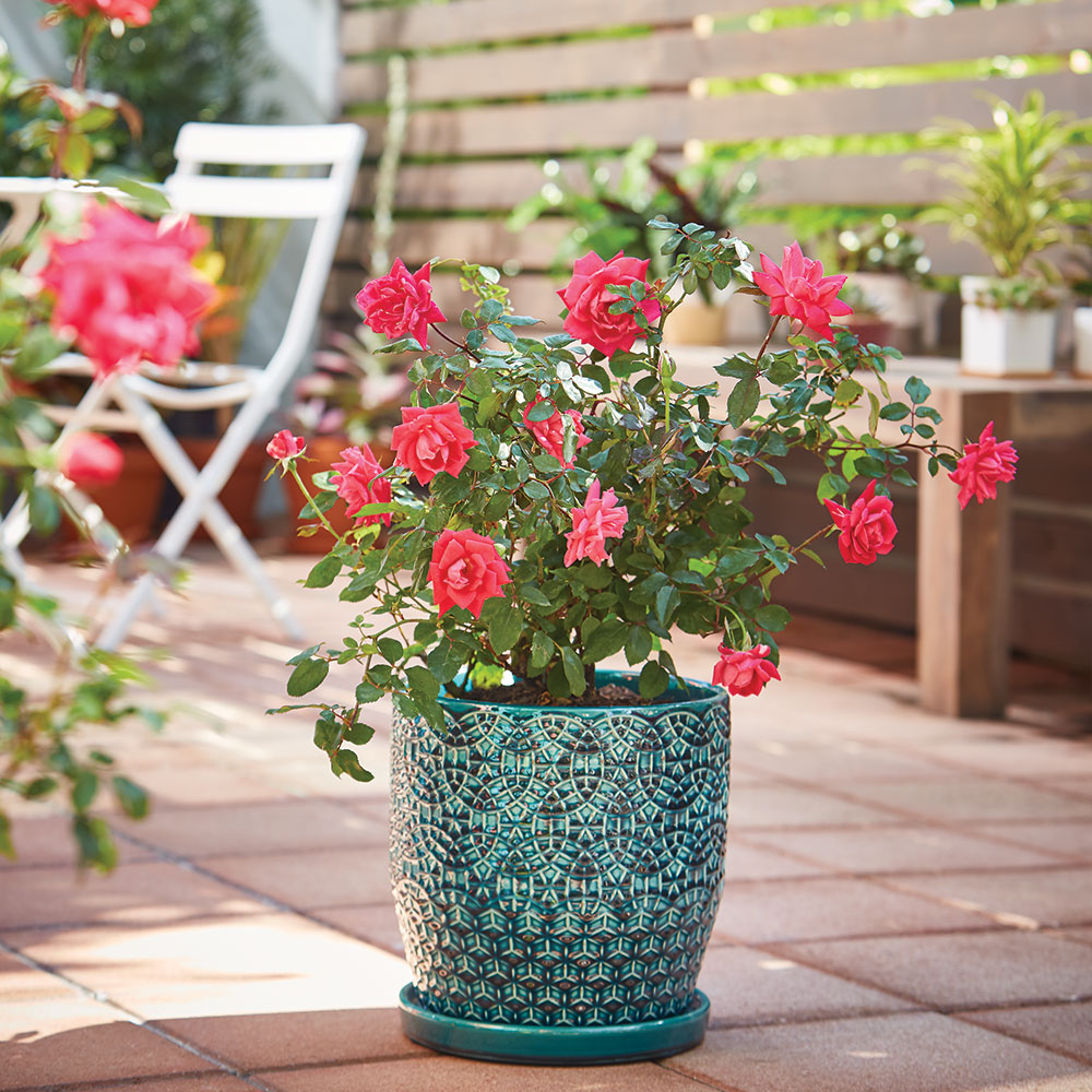 Roses in containers