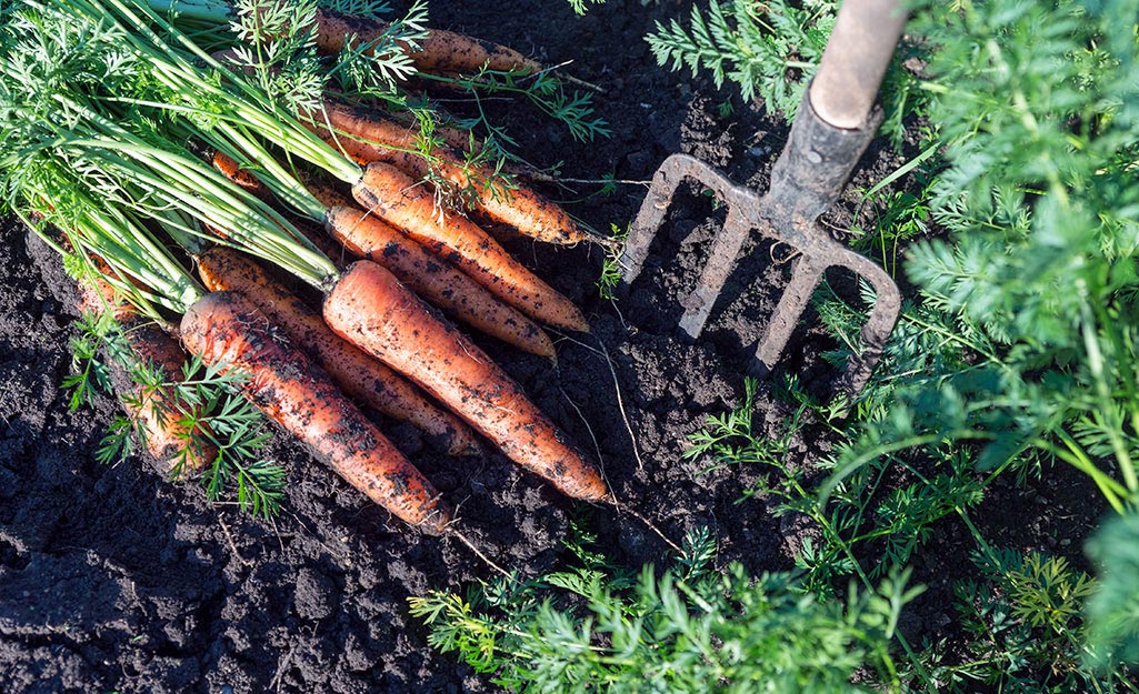Carrots harvested in the vegetable garden