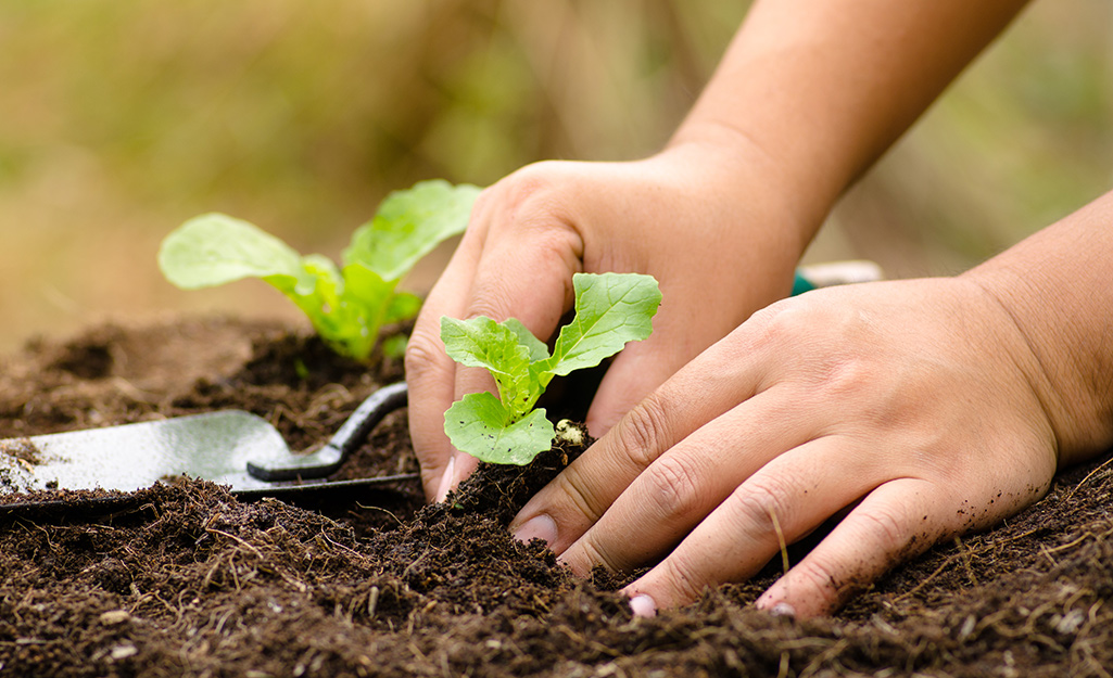 Gardener transplants seedlings in soil