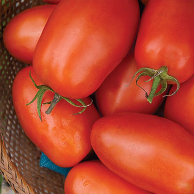 Bermuda Grass Seed Lawn Care The Home Depot