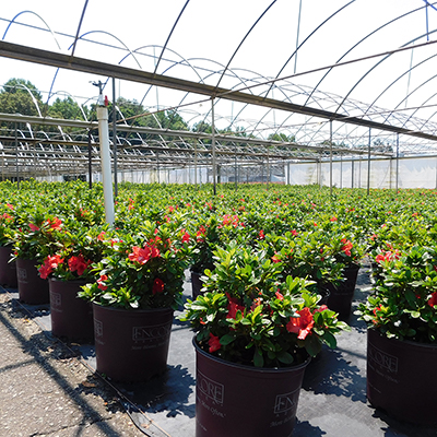 Spring Blooms Early at Baucom's Nursery - The Home Depot