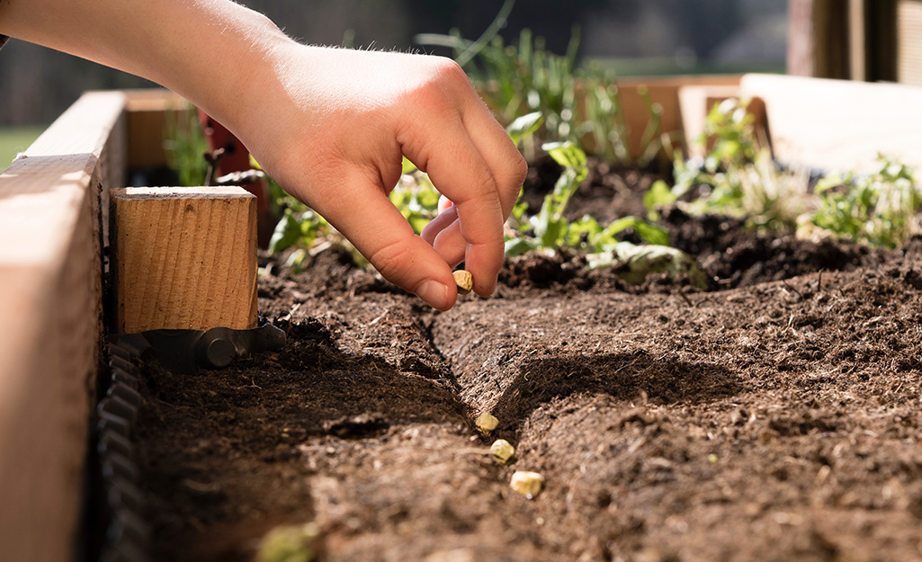 Summer Outdoor Gardening 101 - The Home Depot