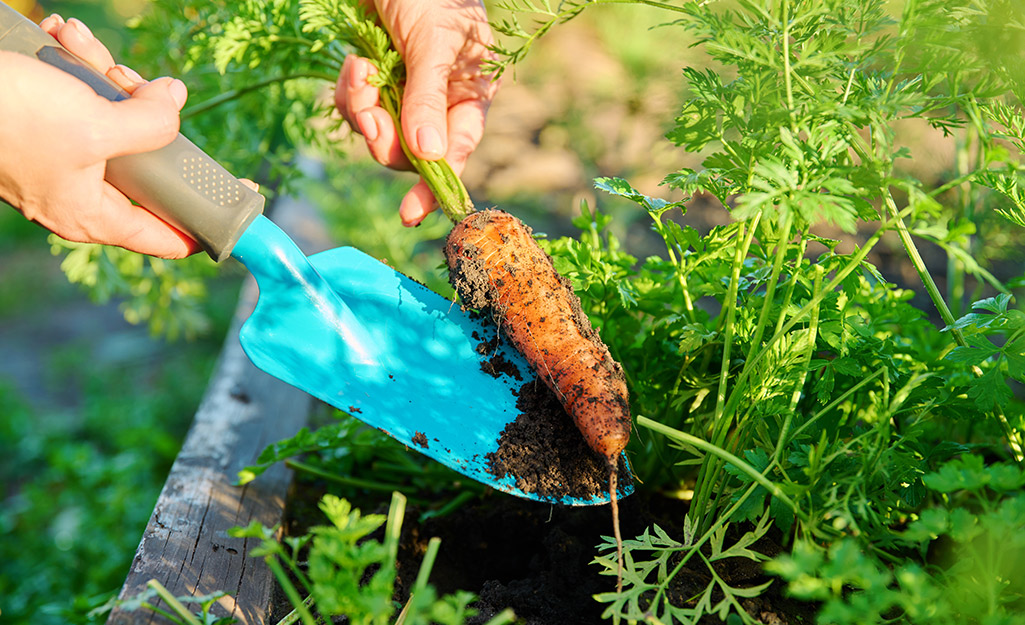 Summer Outdoor Gardening 101 - The Home Depot